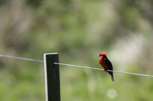 07 Vermilion Flycatcher