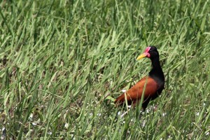 09 Wattled Jacana