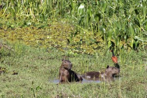 10 First capybaras