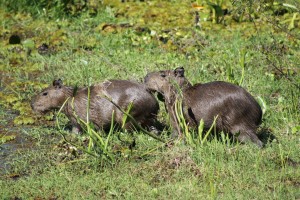 11 First capybaras