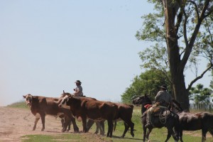 12 Gauchos