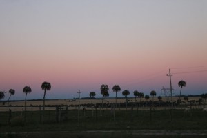 13 Palmtrees in Uruguay