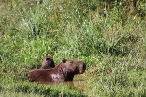 15 Bathing capybaras