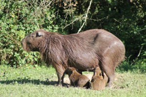 16 Baby capybaras feeding