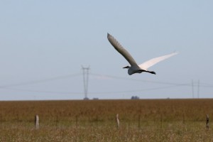 17 Great egret