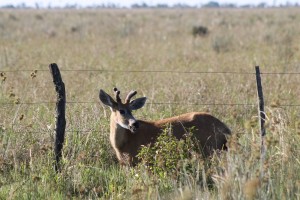 18 Marsh deer