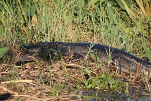 19 Black caiman