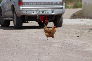 Chicken at gasstation2