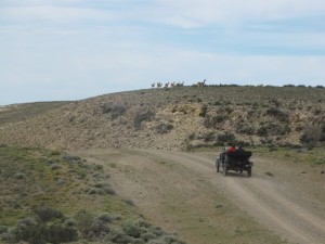 Guanacos!