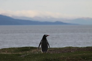 Pinguins1