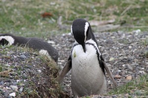 Pinguins2