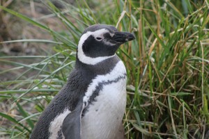 Pinguins5