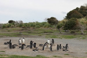 Pinguins6