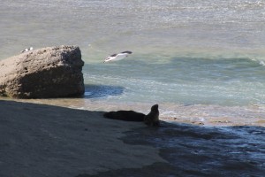 Sealions1