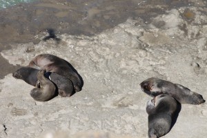 Sealions2