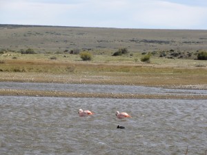 always nice to see; Flamengos